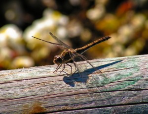 Dragonfly on wood stick
