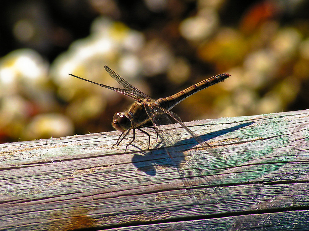 Dragonfly on wood stick