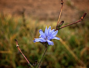 Flower on autumn field