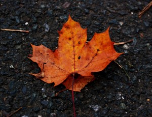 Leaf on the ground