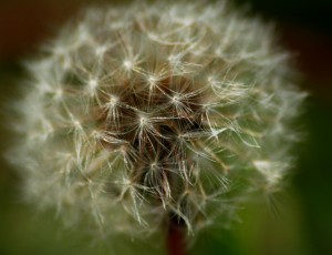 Close look dandelion
