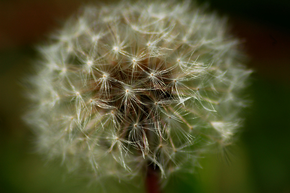 Close look dandelion