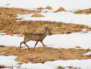 Deer in top mountains