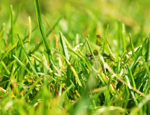Spikes of grass