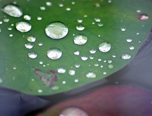 Leaf drops