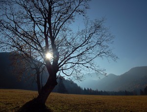 Tree with no leaves