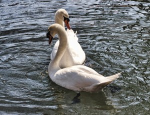 Great birds