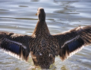 Duck taking off
