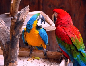 Multicolor parrots