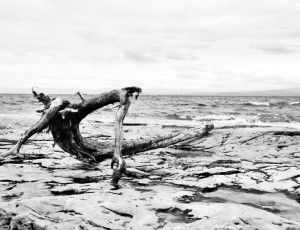 Tree next to sea