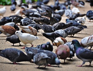 Pigeons in Malaga