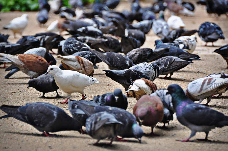 Pigeons in Malaga