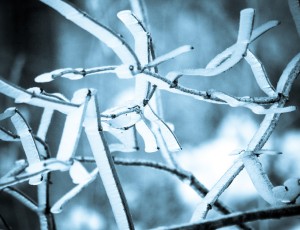 Ice on branches
