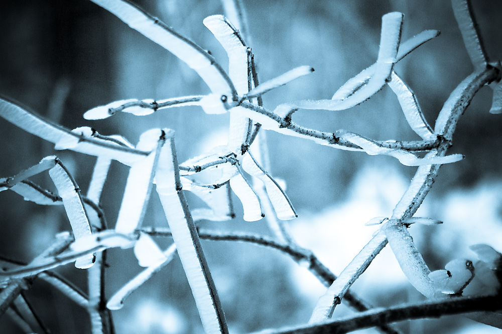 Ice on branches