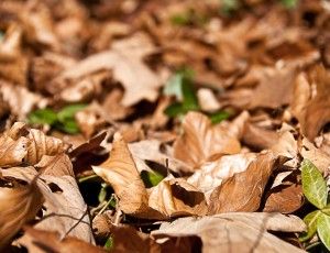 Yellow leaf