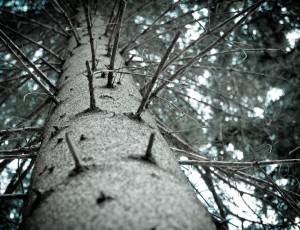 Tree with branches