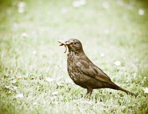 Bird hunting for food