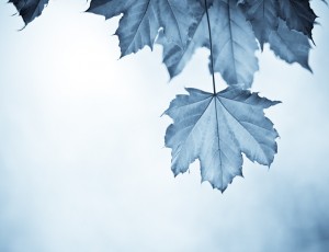 Blue leaf