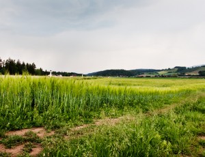 Green field under approaching storm
