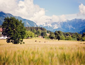 Great summer view
