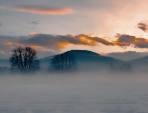 Foggy field