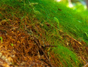 Green grass