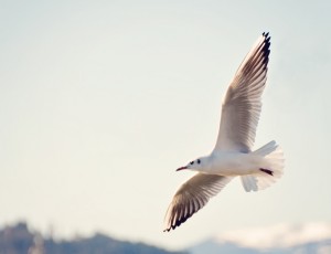 Spread your wings