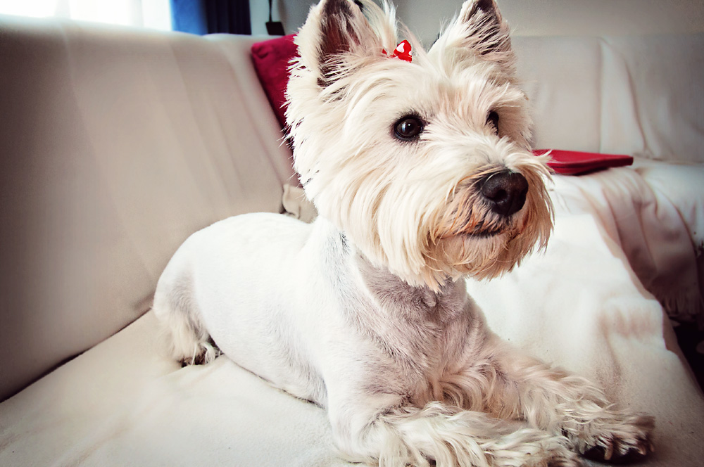 Our dog, Maya