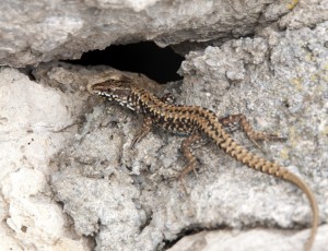 Lizzard is having sun bath