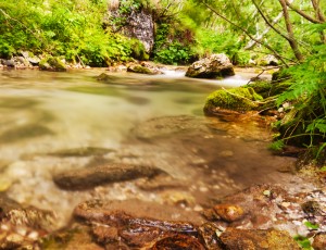 Flow between tree