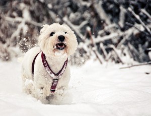 20121208-maya-running-in-snow