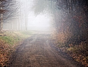 Fog and winter
