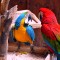 Multicolor parrots