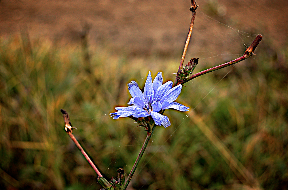 Flower on autumn field